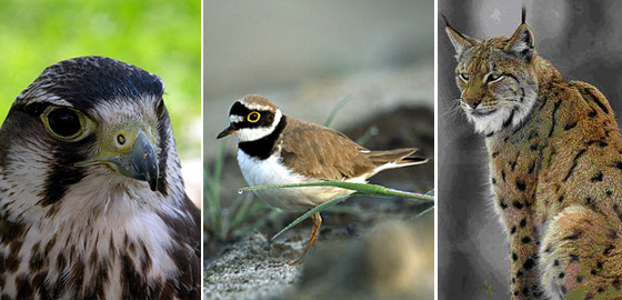 Wanderfalke, Flussregenpfeifer, Luchs, Fotos: Der Natur auf der Spur, W. Willner