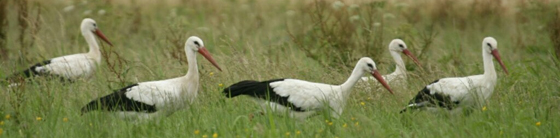 Storchentrupp, Foto: C. Scholz